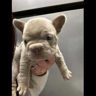 French Bulldog - Both