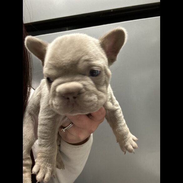 French Bulldog - Both