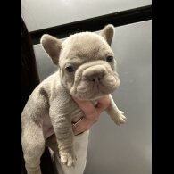 French Bulldog - Both