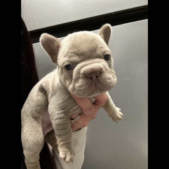 French Bulldog - Both