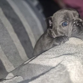 French Bulldog - Bitches