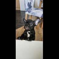French Bulldog - Bitches