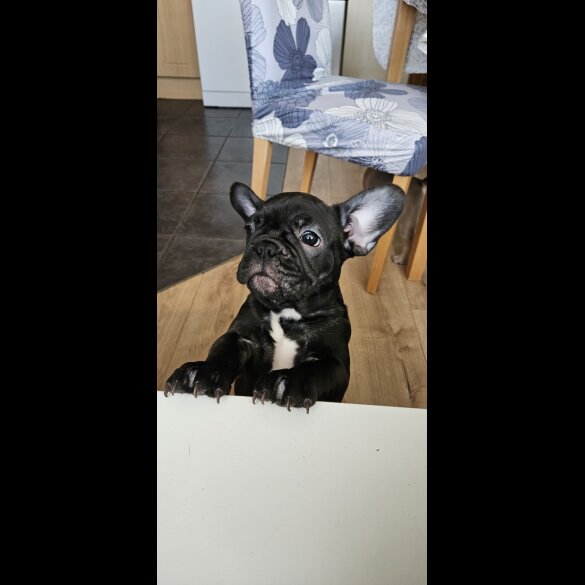 French Bulldog - Bitches