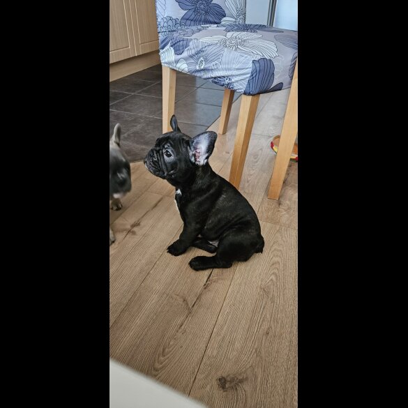 French Bulldog - Bitches