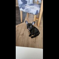 French Bulldog - Bitches