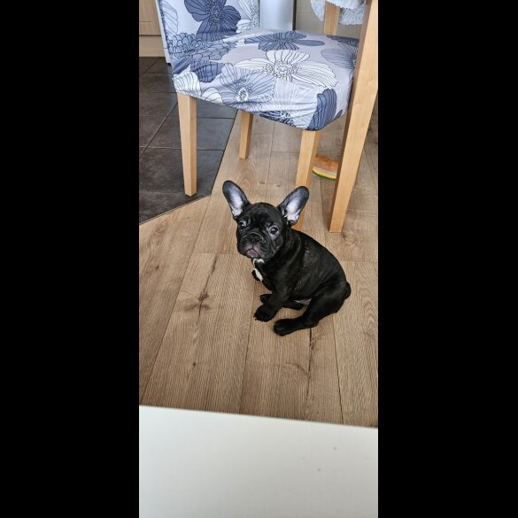 French Bulldog - Bitches