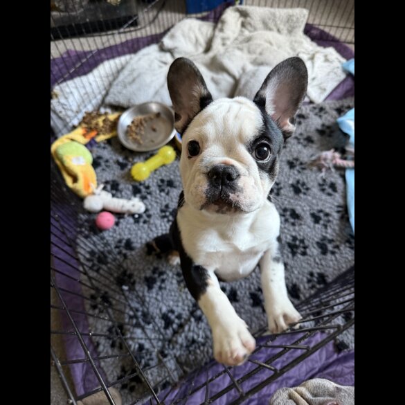 French Bulldog - Bitches