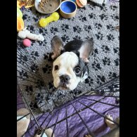 French Bulldog - Bitches