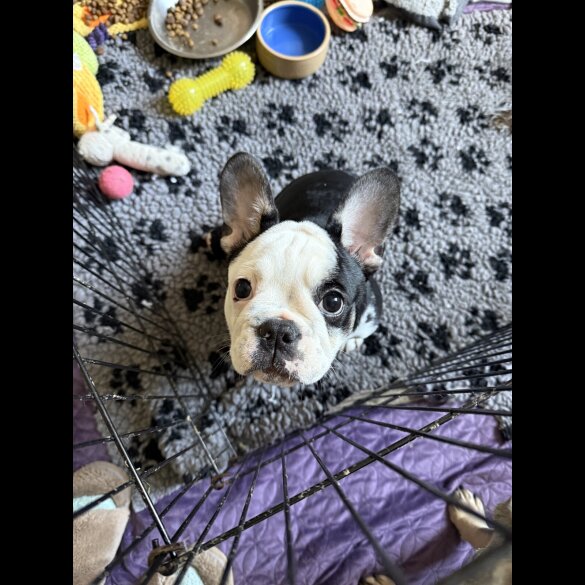 French Bulldog - Bitches