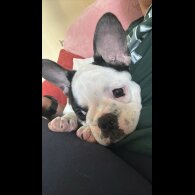 French Bulldog - Bitches
