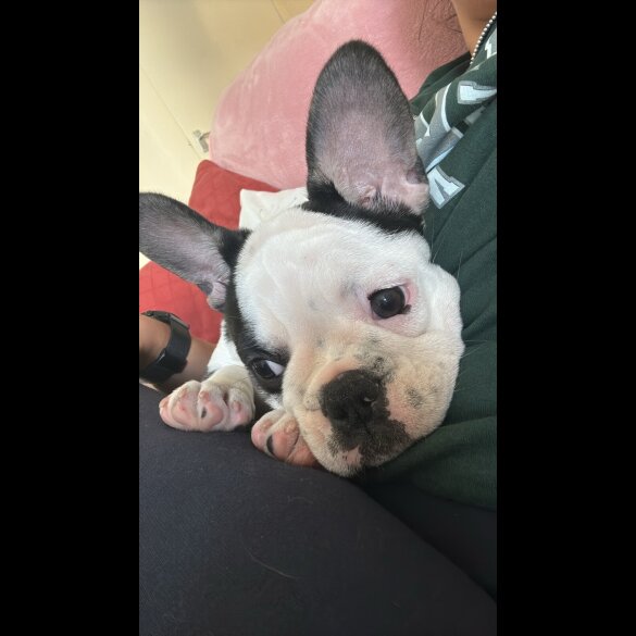 French Bulldog - Bitches