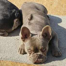 French Bulldog - Bitches