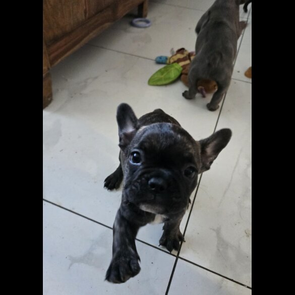 French Bulldog - Bitches