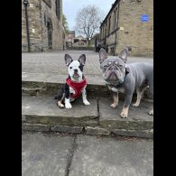 French Bulldog - Bitches
