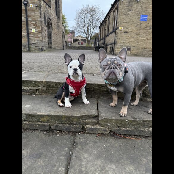 French Bulldog - Bitches
