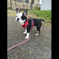 French Bulldog - Bitches