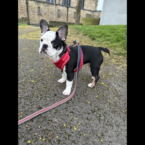 French Bulldog - Bitches
