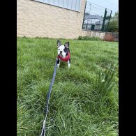 French Bulldog - Bitches