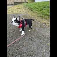 French Bulldog - Bitches