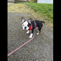 French Bulldog - Bitches