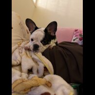 French Bulldog - Bitches
