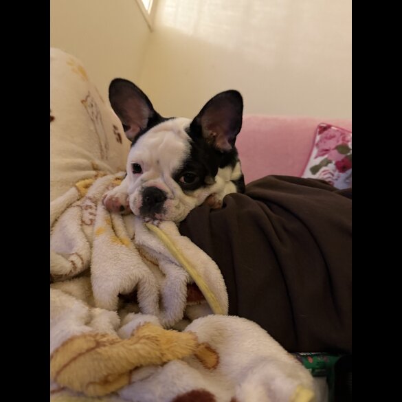 French Bulldog - Bitches