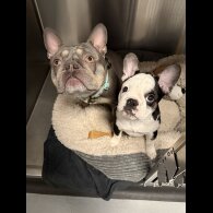 French Bulldog - Bitches