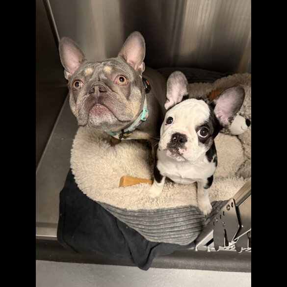 French Bulldog - Bitches