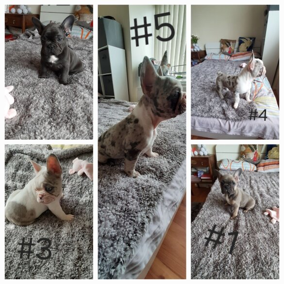 French Bulldog - Both