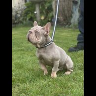 French Bulldog - Both