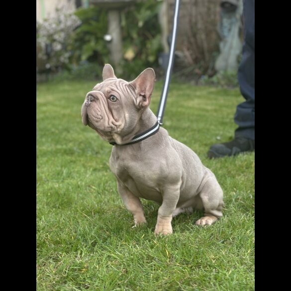French Bulldog - Both