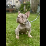 French Bulldog - Both