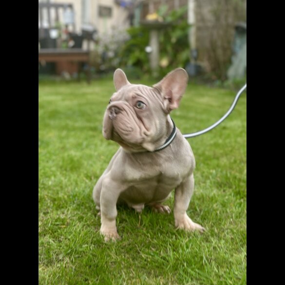French Bulldog - Both