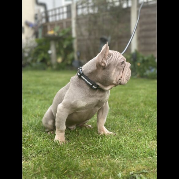 French Bulldog - Both