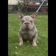 French Bulldog - Both