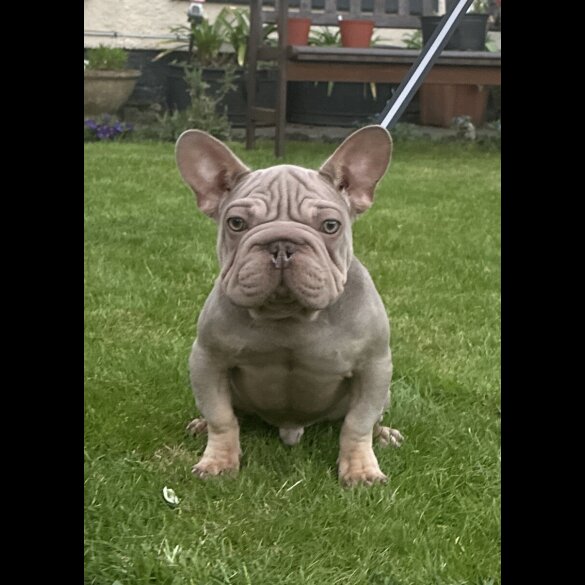 French Bulldog - Both