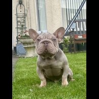 French Bulldog - Both