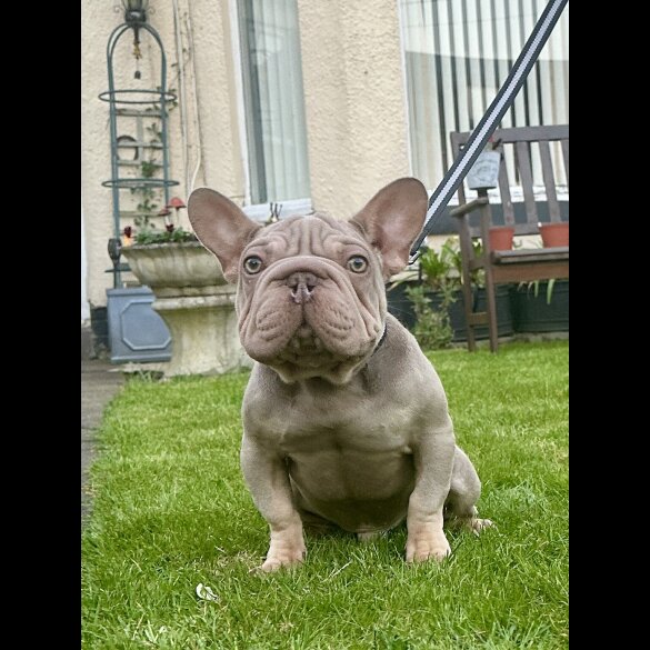 French Bulldog - Both