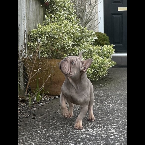 French Bulldog - Both