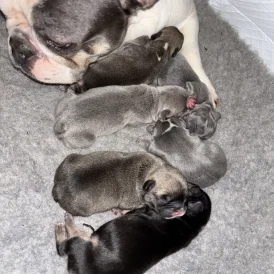 French Bulldog - Bitches