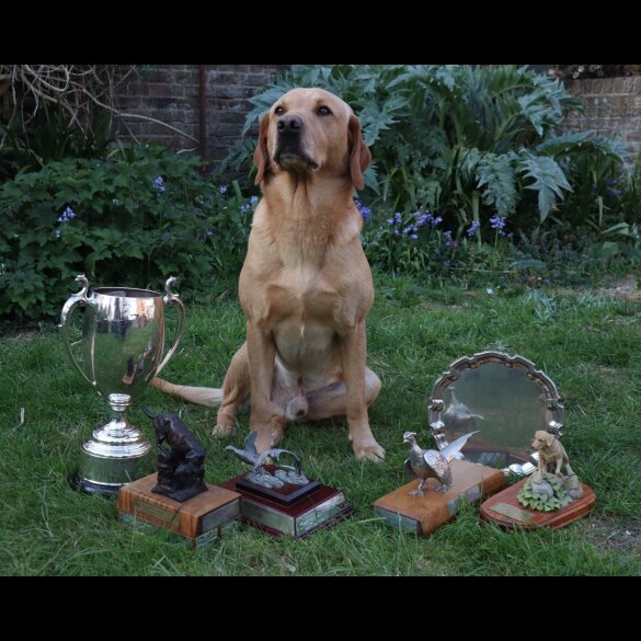 Labrador Retriever - Both