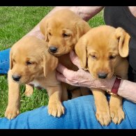 Labrador Retriever - Both