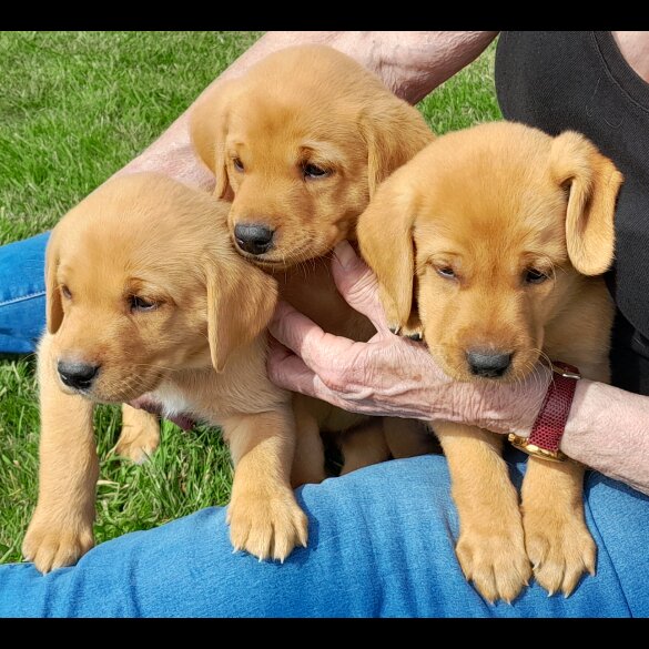Labrador Retriever - Both