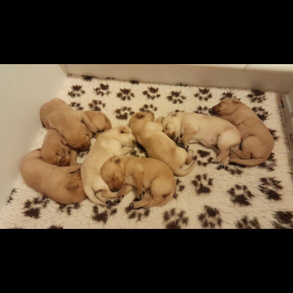 Labrador Retriever - Both