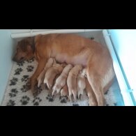 Labrador Retriever - Both
