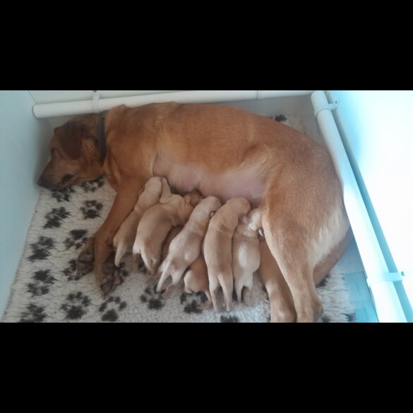 Labrador Retriever - Both