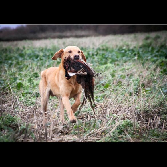 Labrador Retriever - Both