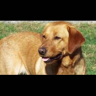Labrador Retriever - Both