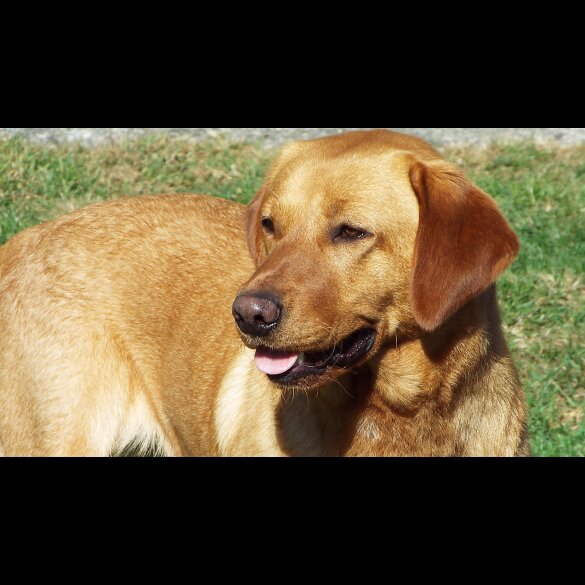 Labrador Retriever - Both