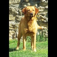 Labrador Retriever - Both
